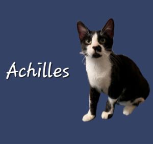 TYPICAL TUXEDO MISCHIEF DOB 62423 Meet Achilles a typical tuxedo boy who will drive you crazy wit