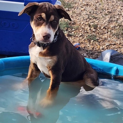 Fungus, an adoptable Mixed Breed in Moab, UT, 84532 | Photo Image 1