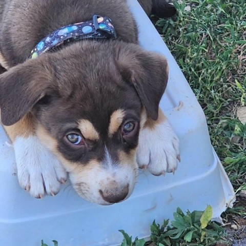 Fungus, an adoptable Mixed Breed in Moab, UT, 84532 | Photo Image 2