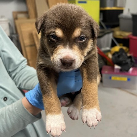 Fungus, an adoptable Mixed Breed in Moab, UT, 84532 | Photo Image 3