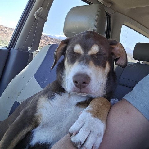 Fungus, an adoptable Mixed Breed in Moab, UT, 84532 | Photo Image 4