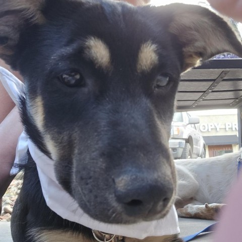 Boo, an adoptable Mixed Breed in Moab, UT, 84532 | Photo Image 1