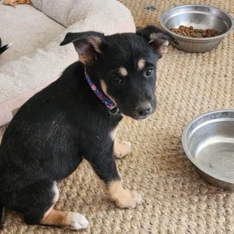 Boo, an adoptable Mixed Breed in Moab, UT, 84532 | Photo Image 2