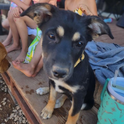 Boo, an adoptable Mixed Breed in Moab, UT, 84532 | Photo Image 3