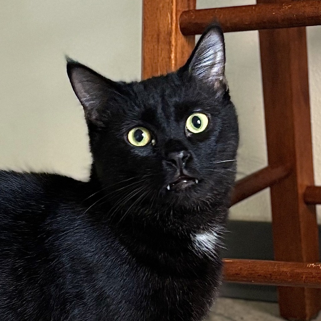 Pasha, an adoptable Domestic Short Hair in Brighton, MO, 65617 | Photo Image 1