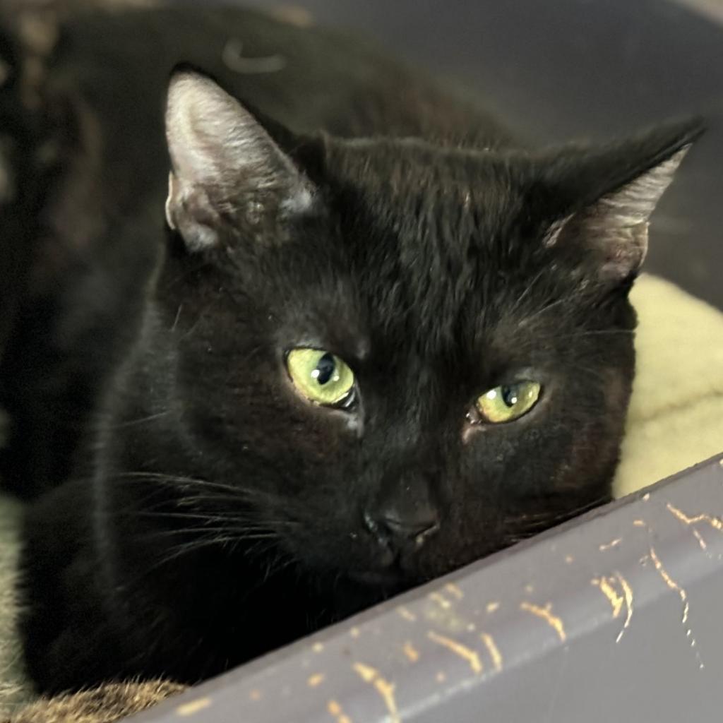 Pasha, an adoptable Domestic Short Hair in Brighton, MO, 65617 | Photo Image 2