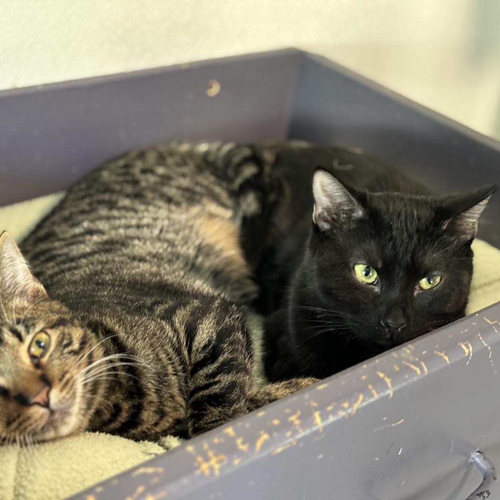 Pasha, an adoptable Domestic Short Hair in Brighton, MO, 65617 | Photo Image 3