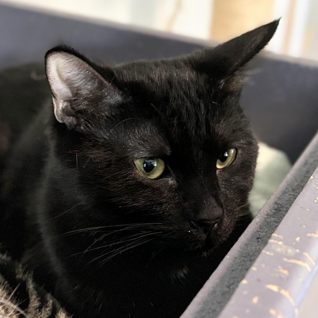 Pasha, an adoptable Domestic Short Hair in Brighton, MO, 65617 | Photo Image 4