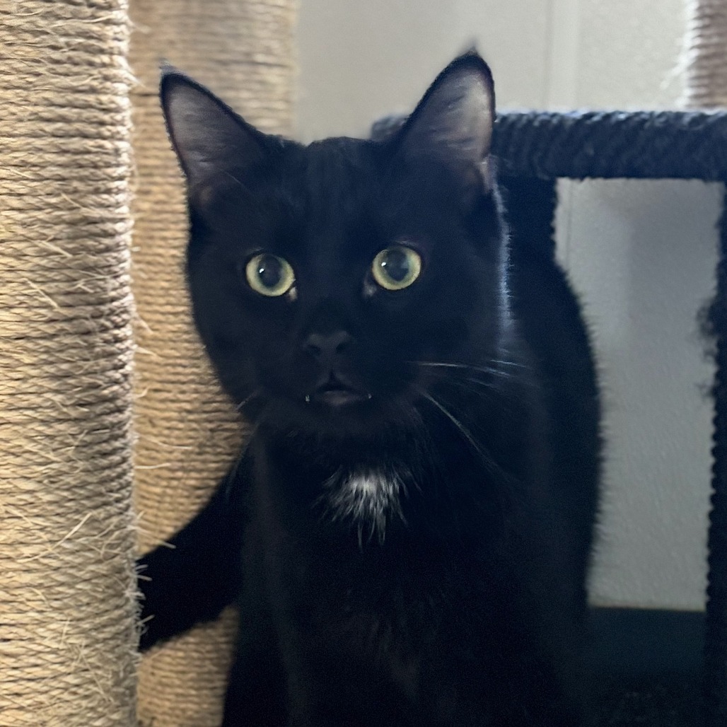 Pasha, an adoptable Domestic Short Hair in Brighton, MO, 65617 | Photo Image 5