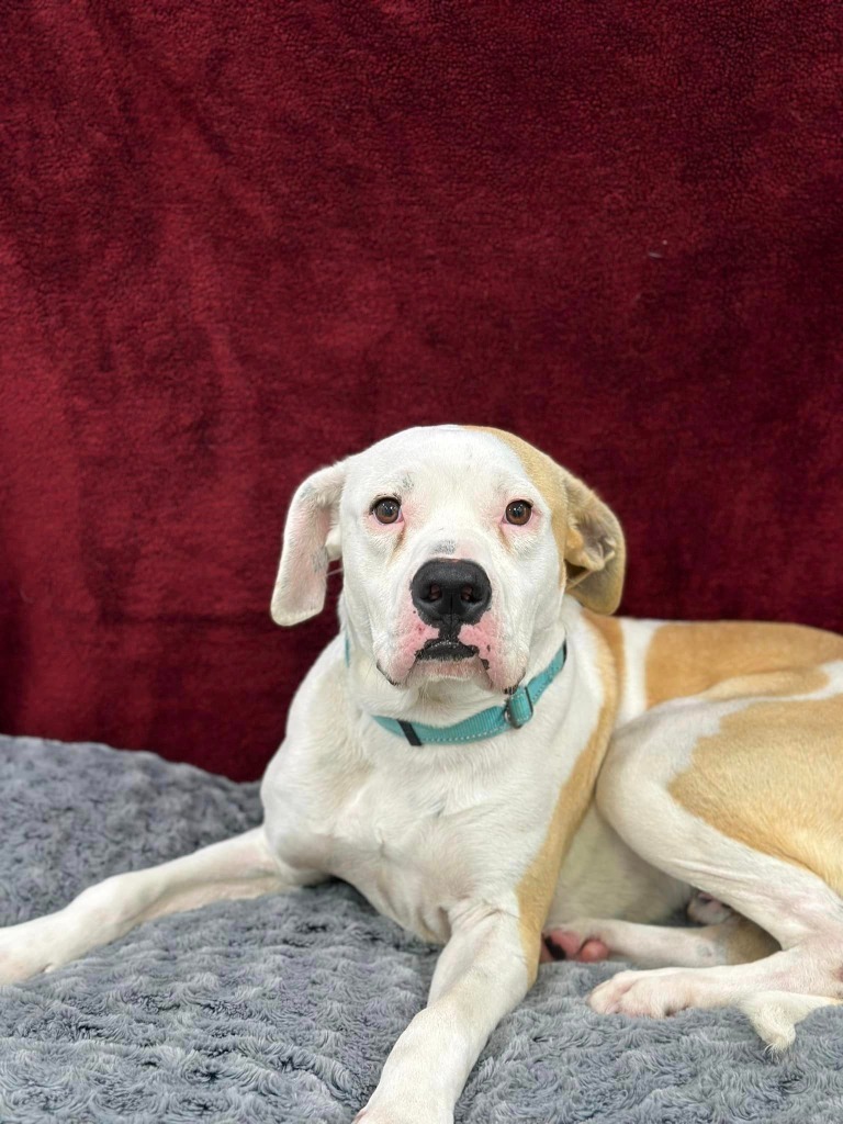 Diego, an adoptable Boxer, Pit Bull Terrier in Brookings, OR, 97415 | Photo Image 1