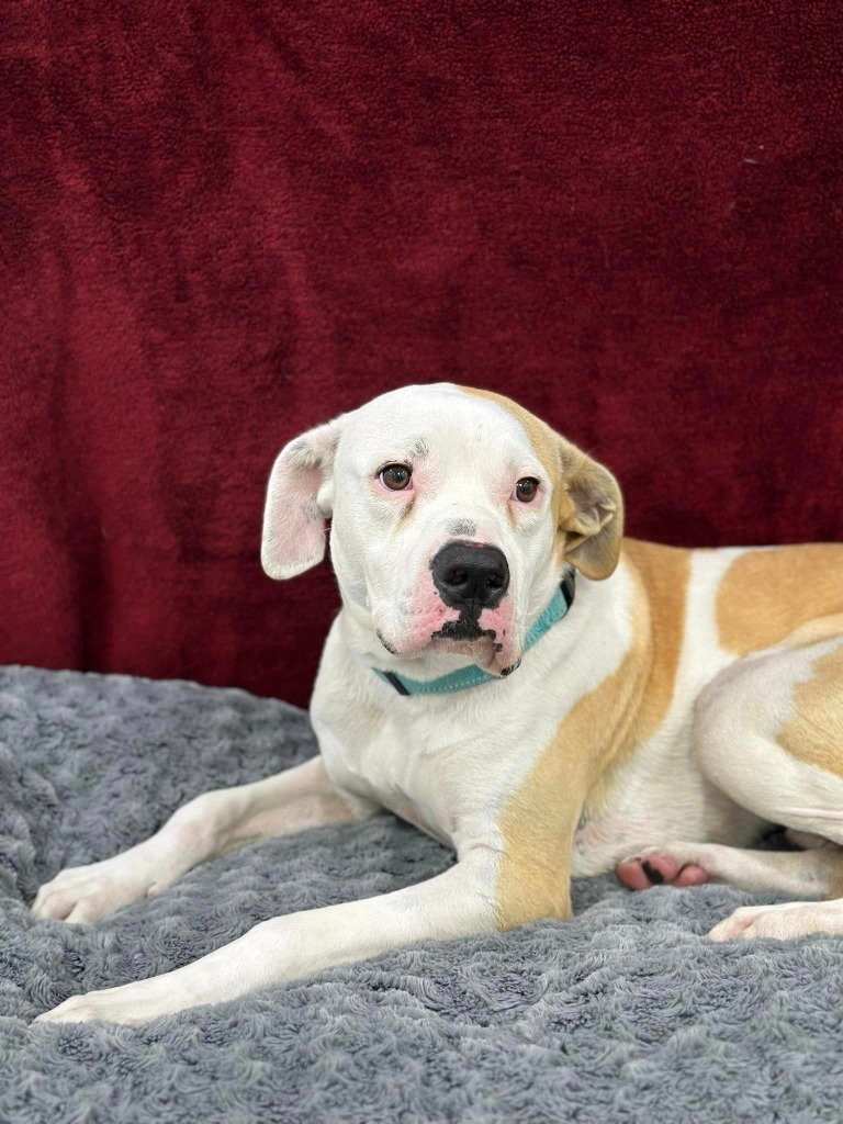 Diego, an adoptable Boxer, Pit Bull Terrier in Brookings, OR, 97415 | Photo Image 2