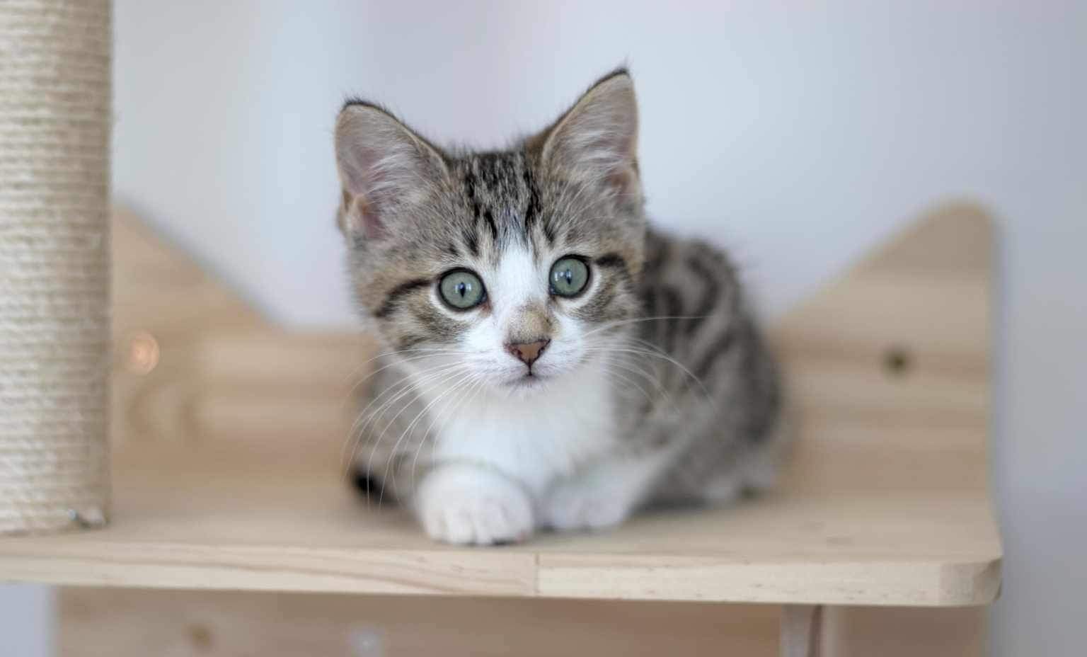 Enchanted, an adoptable Domestic Short Hair in Steinbach, MB, R5G 2B2 | Photo Image 1