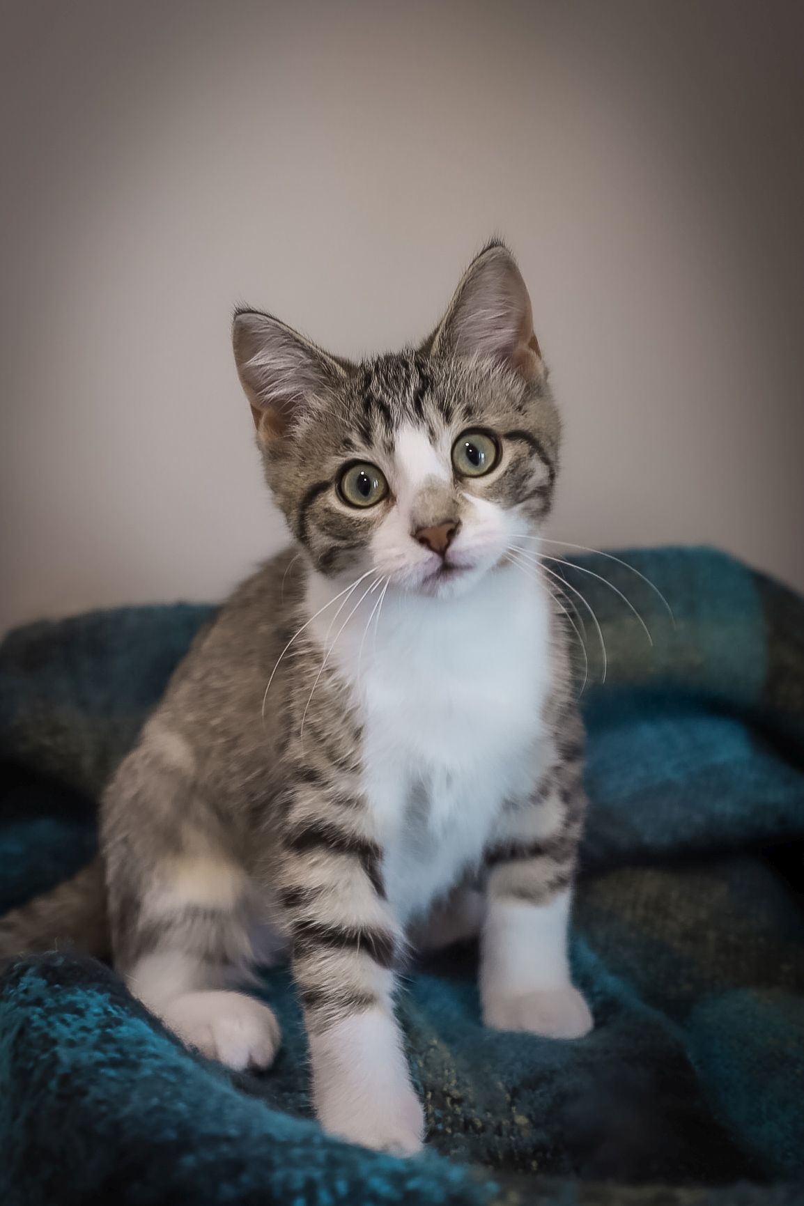 Enchanted, an adoptable Domestic Short Hair in Steinbach, MB, R5G 2B2 | Photo Image 3