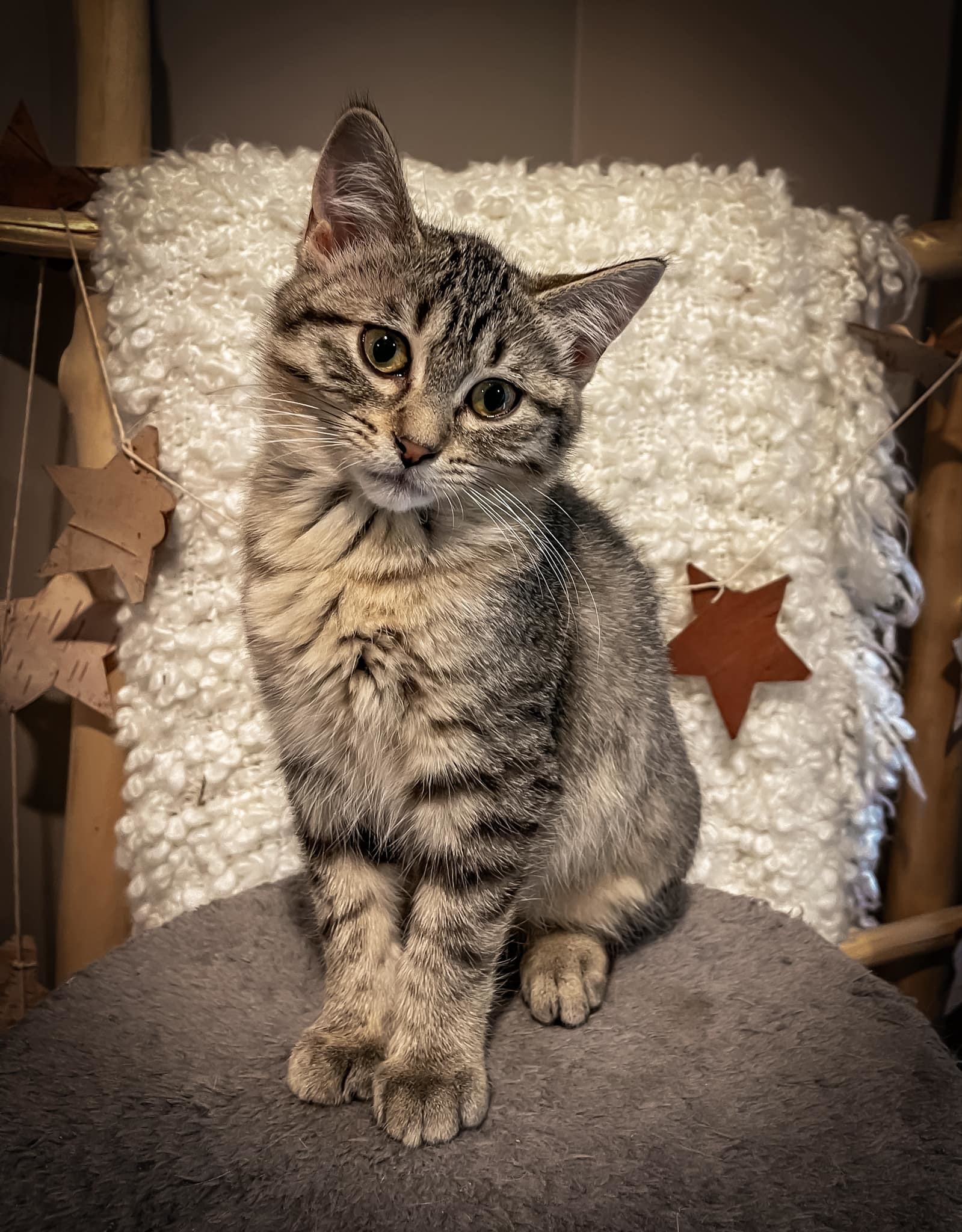 Wildest Dreams, an adoptable Domestic Short Hair in Steinbach, MB, R5G 2B2 | Photo Image 1