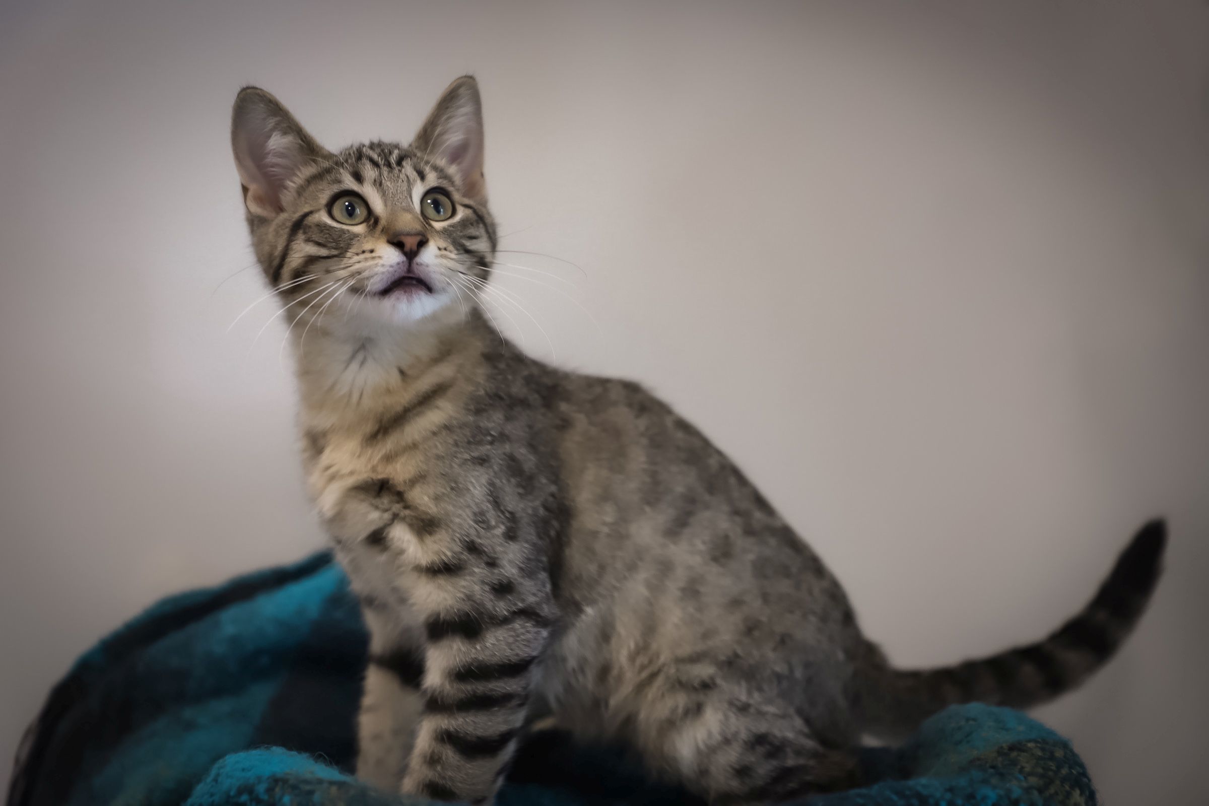 Dear John, an adoptable Domestic Short Hair in Steinbach, MB, R5G 2B2 | Photo Image 2