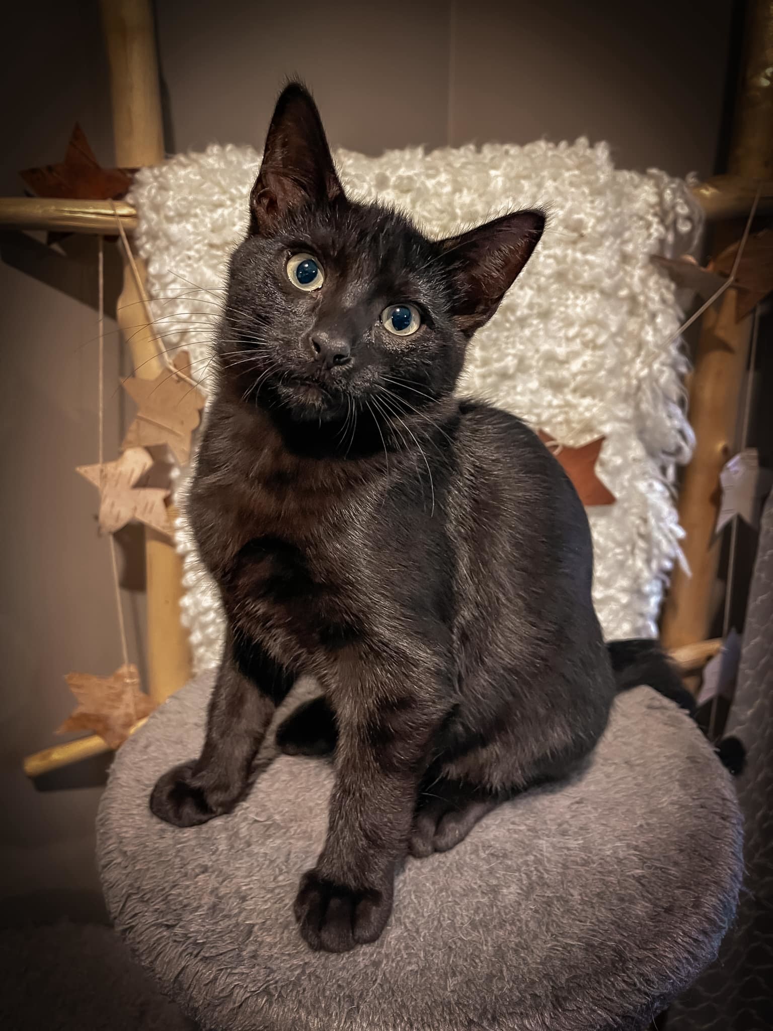 Karma, an adoptable Domestic Short Hair in Steinbach, MB, R5G 2B2 | Photo Image 1