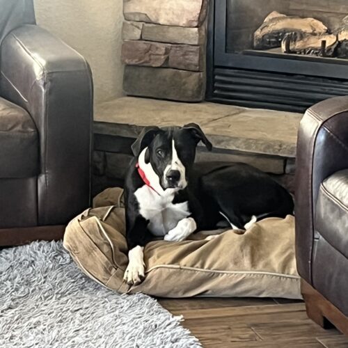 Saul, an adoptable Labrador Retriever, Mixed Breed in Grand Junction, CO, 81503 | Photo Image 2