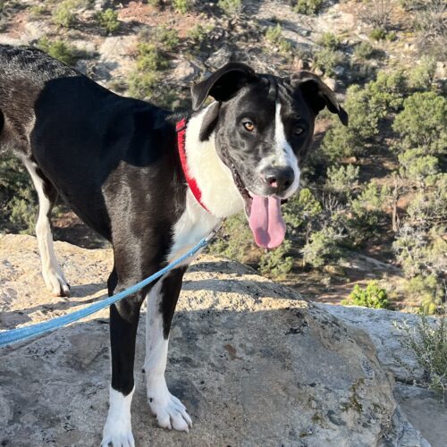 Saul, an adoptable Labrador Retriever, Mixed Breed in Grand Junction, CO, 81503 | Photo Image 3