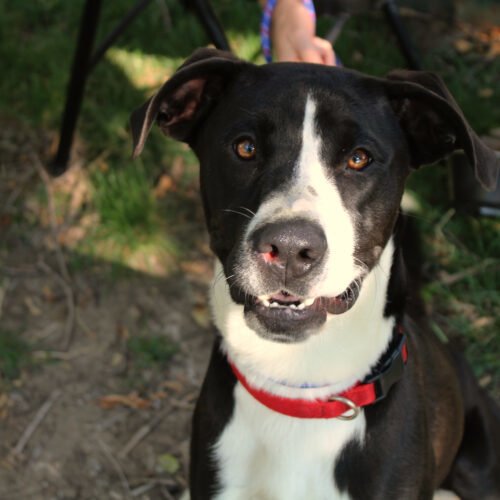 Saul, an adoptable Labrador Retriever, Mixed Breed in Grand Junction, CO, 81503 | Photo Image 4