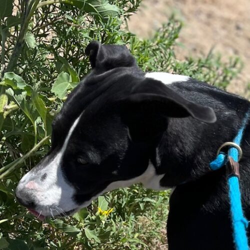 Saul, an adoptable Labrador Retriever, Mixed Breed in Grand Junction, CO, 81503 | Photo Image 5