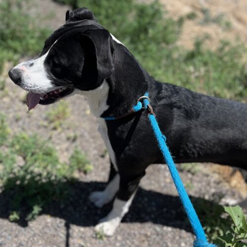 Saul, an adoptable Labrador Retriever, Mixed Breed in Grand Junction, CO, 81503 | Photo Image 6