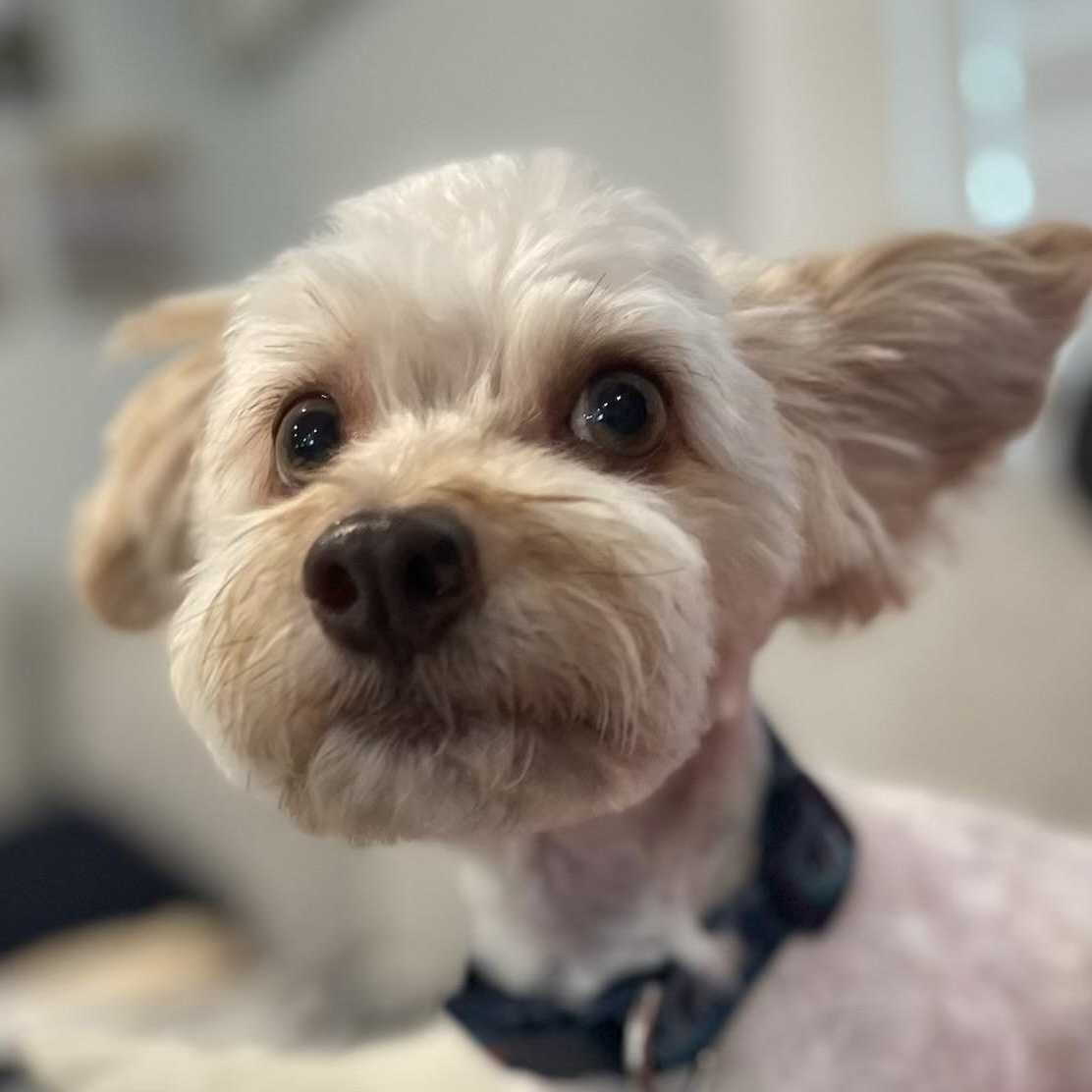 Candi #484, an adoptable Maltipoo in Placentia, CA, 92871 | Photo Image 1