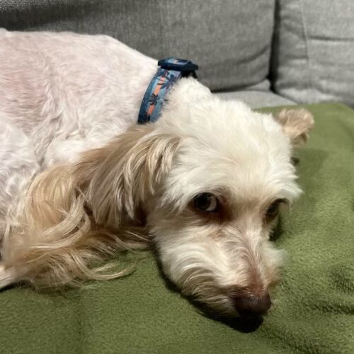 Candi #484, an adoptable Maltipoo in Placentia, CA, 92871 | Photo Image 4
