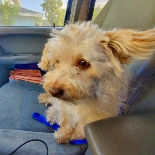 Candi #484, an adoptable Maltipoo in Placentia, CA, 92871 | Photo Image 5