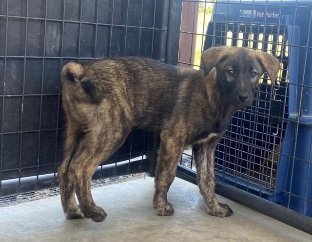 Tres, an adoptable Labrador Retriever, Mixed Breed in Pagosa Springs, CO, 81147 | Photo Image 3