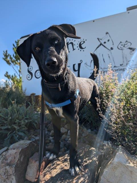 Uno, an adoptable Labrador Retriever, Mixed Breed in Pagosa Springs, CO, 81147 | Photo Image 4