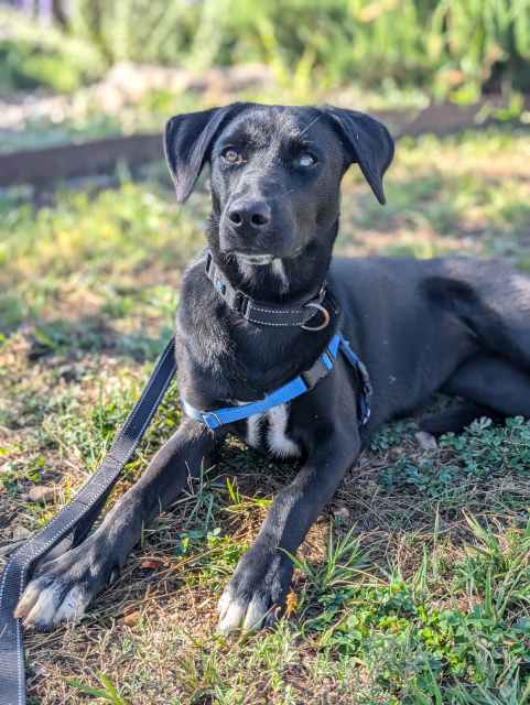 Uno, an adoptable Labrador Retriever, Mixed Breed in Pagosa Springs, CO, 81147 | Photo Image 5