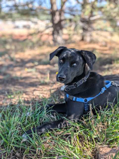 Uno, an adoptable Labrador Retriever, Mixed Breed in Pagosa Springs, CO, 81147 | Photo Image 6