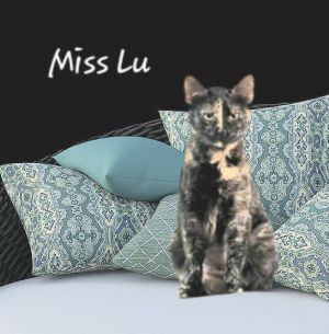 Lu #chill-tortie Tortoiseshell Cat