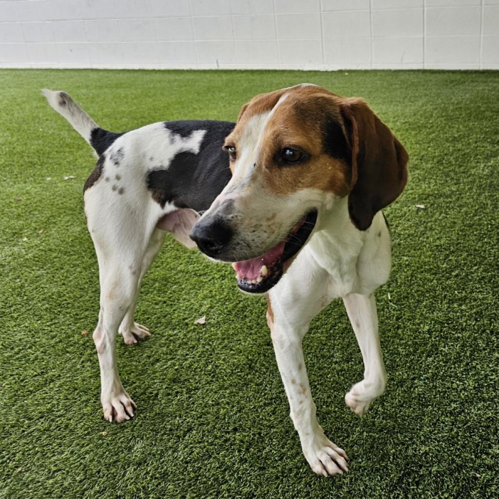 Monarch 0893, an adoptable Foxhound, Mixed Breed in LOXAHATCHEE, FL, 33470 | Photo Image 1