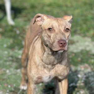 Gracie, Adult Female Labrador Retriever