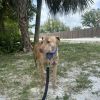 Gracie photo 6