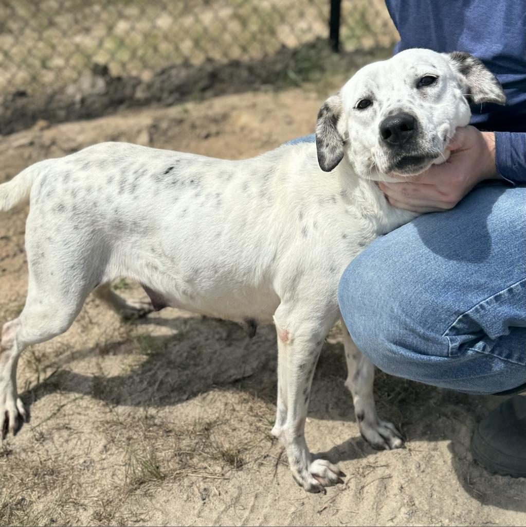Millie 0439, an adoptable English Pointer, Dalmatian in LOXAHATCHEE, FL, 33470 | Photo Image 1