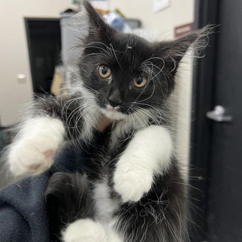 Cuddles, an adoptable Domestic Medium Hair in Garden City, KS, 67846 | Photo Image 1