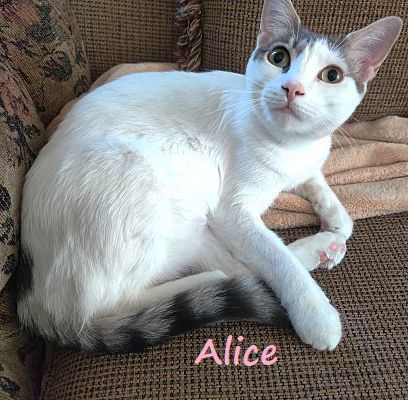 Alice #miss-congeniality