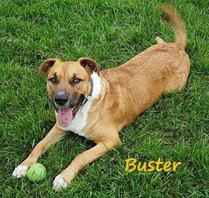 LOVES BELLY RUBS AND GIVES KISSES Est DOB 10818 Weight  65 lbs Im Buster a sweet happy eage