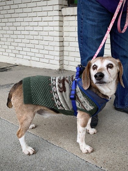 Dog for adoption - Frank, a Beagle Mix in Newport, KY | Petfinder