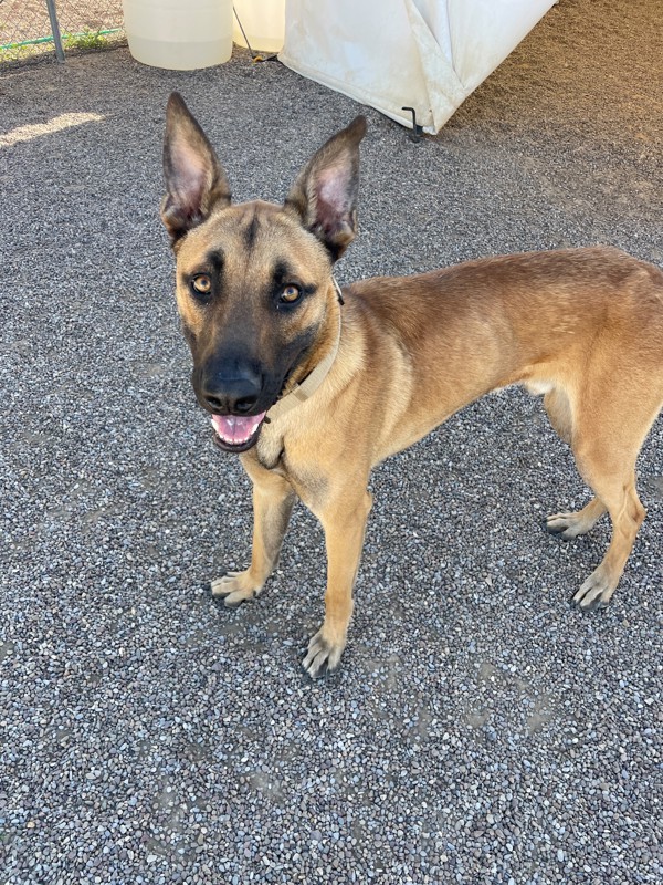 Anakin, an adoptable Mixed Breed in Great Falls, MT, 59405 | Photo Image 3