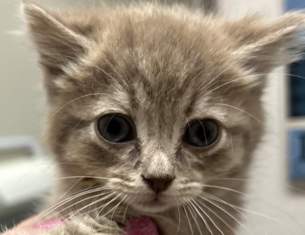 Pepita, an adoptable Domestic Medium Hair in Ontario, OR, 97914 | Photo Image 1