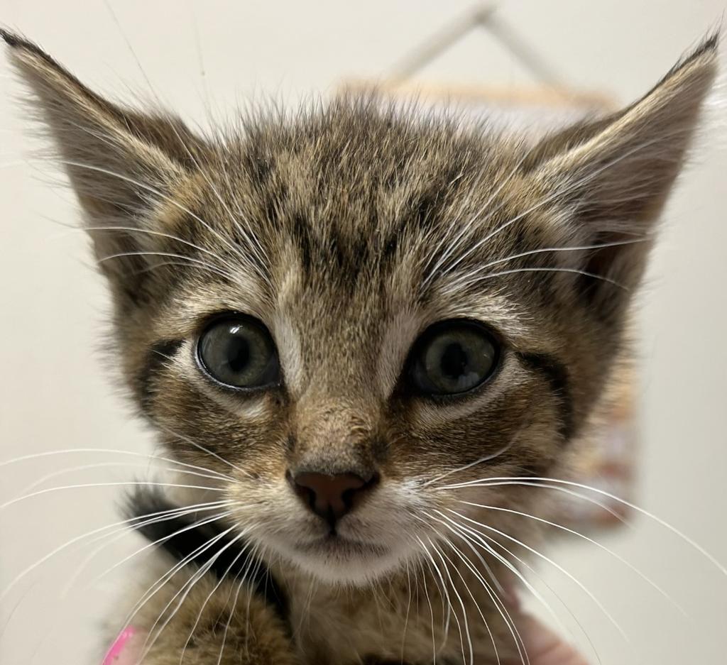 Sonny, an adoptable Domestic Short Hair in Ontario, OR, 97914 | Photo Image 1