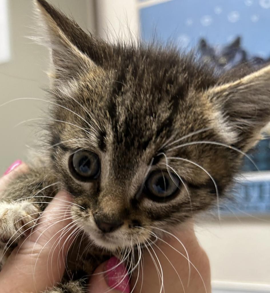 Tabbi, an adoptable Domestic Short Hair in Ontario, OR, 97914 | Photo Image 2