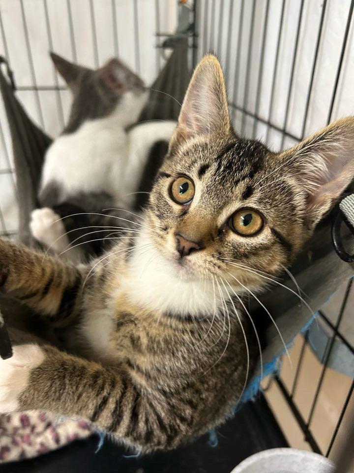 Tabbi, an adoptable Domestic Short Hair in Ontario, OR, 97914 | Photo Image 3