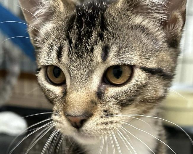 Tabbi, an adoptable Domestic Short Hair in Ontario, OR, 97914 | Photo Image 4