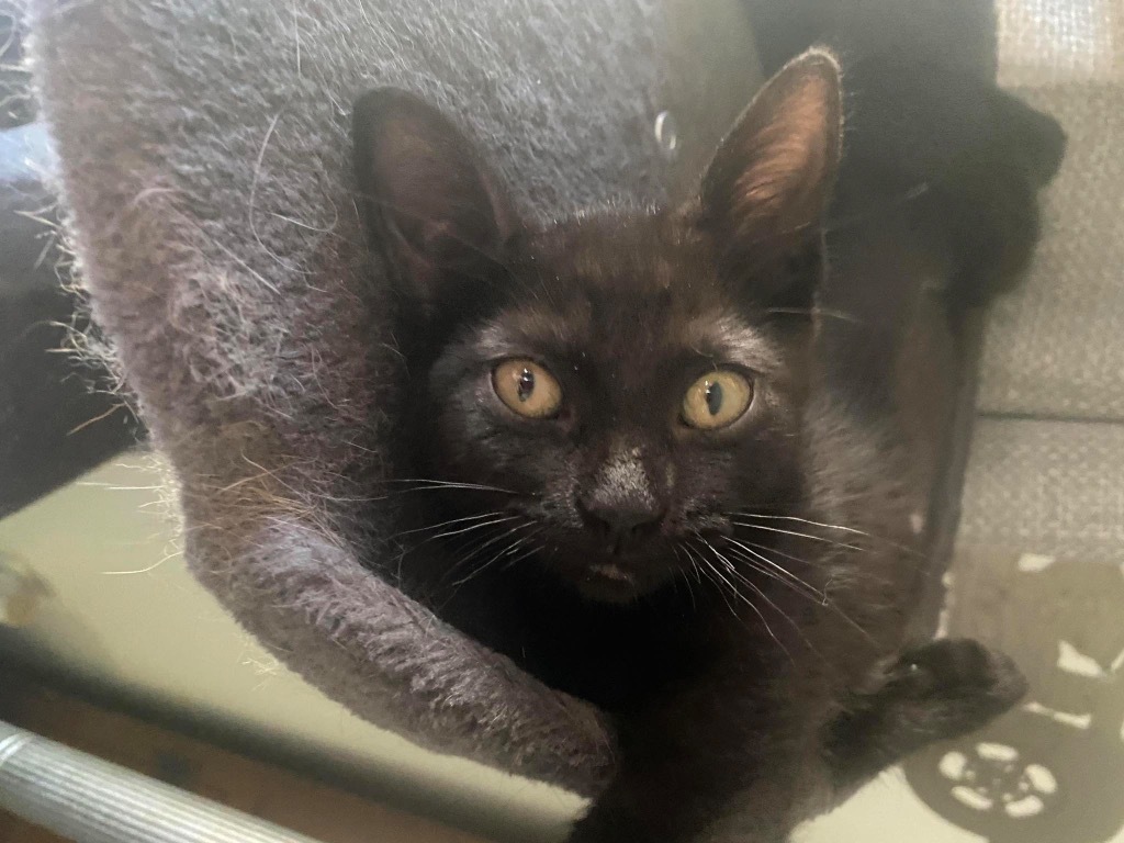 Galia, an adoptable Domestic Short Hair in Muskegon, MI, 49442 | Photo Image 1