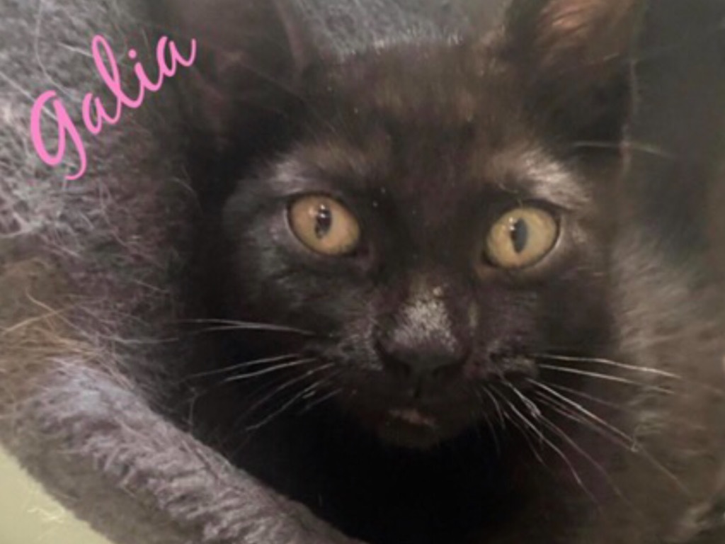 Galia, an adoptable Domestic Short Hair in Muskegon, MI, 49442 | Photo Image 2