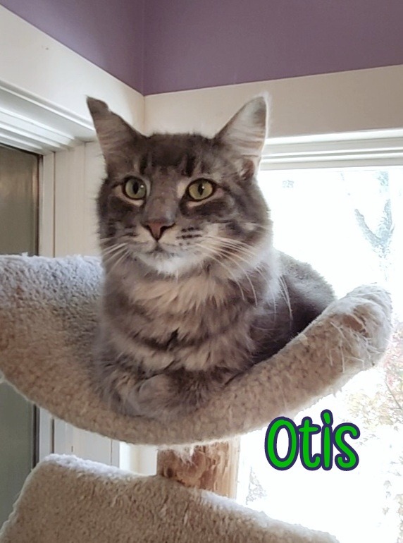 Otis (Bay Bridge #2)